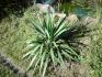 yucca 