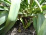 Yuka (Yucca filamentosa?) - po odkvtu