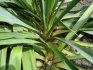Yuka (Yucca filamentosa?) - po odkvtu