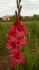 Rigel Exotic