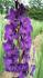 Purple Flora