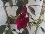 Sundaville Red