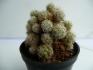 6 mammillaria ..