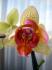 phal