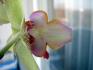 phal