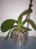 odkvetl Phalenopsis z vprodeje