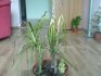 dracena