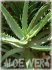 Aloe in 2