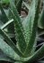 Aloe in 3