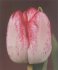 Tulipn Denise