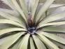 yucca po zim 08/09