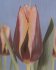 Tulipn Gavota