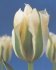 Tulipn Spring Green