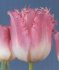 Tulipn Fancy Frills