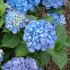 Hydrangea Renata