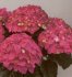 Hydrangea Alpengluhen
