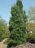 Pinus wallichiana "Densa Hill"