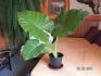 Alocasia macrorrhiza