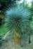 Yucca rostrata