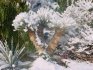 Y.thompsoniana