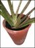Moje ALOE