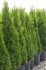 Thuja occidentalis Smaragd