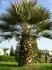 ch.humilis argentea