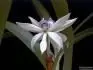 Encyclia pentotis