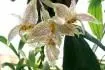 Stanhopea 
