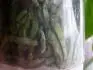 Koeny