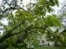 8. Asijsk hrue