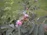 Rosa villosa