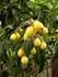 Eriobotrya japonica - Mipule japonsk /loquat /