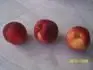 Bez nzvu