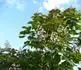 Katalpa