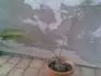 palma nevzhledna
