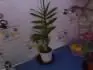 orchidej Dendrobium