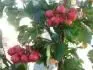 Crataegus pinnatifida