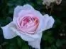 Abraham Darby
