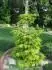 Picea orientalis Skylands 1