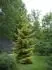 Picea orientalis Skylands 2