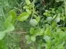 P.Trifoliata