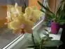 phal