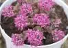 Sedum pluricaule