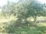 zahrada 2008