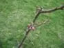 Pincot