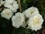 White Cockade