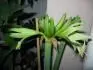 Evrgreen 