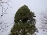 Picea a.