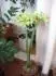 Evrgreen 